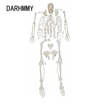 DARHMMY ПВХ Материал Модель Человеческого Расчлененного Скелета Включает Анатомию Черепа Медицинскую Модель В Натуральную Величину