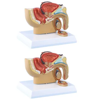4X Сагиттальный разрез таза у мужчин в соотношении 1: 2, модель Тестикулярной предстательной железы, мочевого пузыря, ректальной мочевой системы