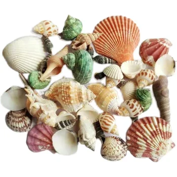 Aqumotic 500 г Shell Union Mix Натуральные морские раковины Декор для пляжа Поделки в морском стиле Украшение аквариума ракушками