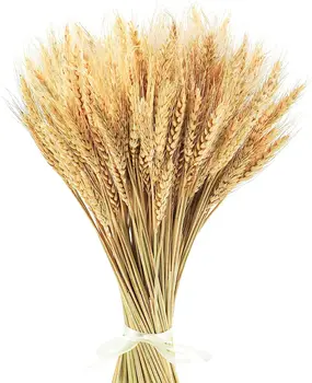 17,7 Дюйма Сушеных пшеничных стеблей - Идеально подходит для сбора урожая на Рождество, Осенний День Благодарения, Свадьба из 100% натуральной пшеницы в стиле Бохо на ферме